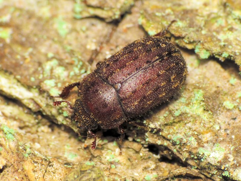 Aesalus ulanowsky Ganglbauer, 1887